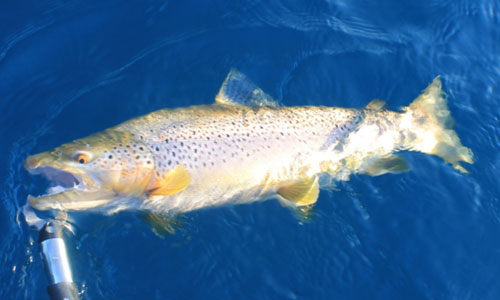 Brown Trout