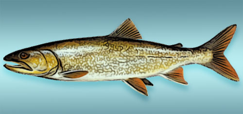 Mackinaw or lake trout