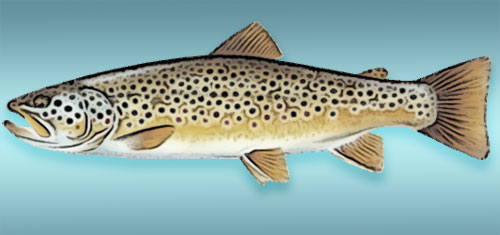 Brown Trout